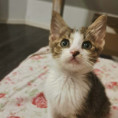 Millie